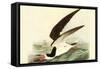 Black Skimmer-John James Audubon-Framed Stretched Canvas