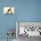 Black Skimmer-John James Audubon-Stretched Canvas displayed on a wall