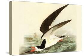 Black Skimmer-John James Audubon-Stretched Canvas