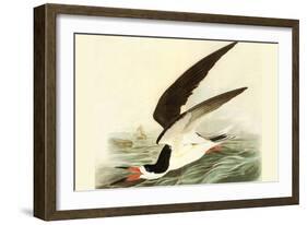 Black Skimmer-John James Audubon-Framed Art Print