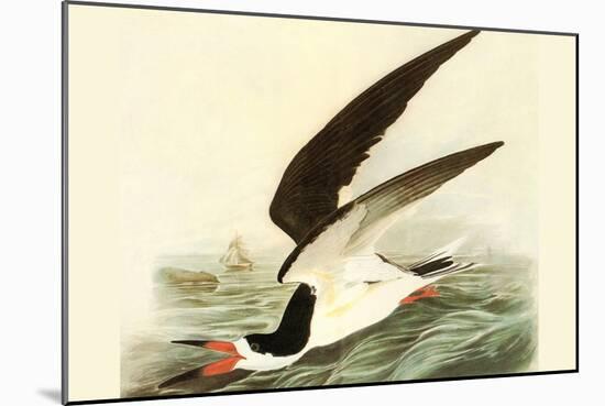 Black Skimmer-John James Audubon-Mounted Art Print