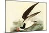 Black Skimmer-John James Audubon-Mounted Art Print