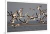 Black Skimmers, Bird on the Laguna Madre, Texas, USA-Larry Ditto-Framed Photographic Print