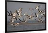 Black Skimmers, Bird on the Laguna Madre, Texas, USA-Larry Ditto-Framed Photographic Print