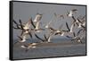 Black Skimmers, Bird on the Laguna Madre, Texas, USA-Larry Ditto-Framed Stretched Canvas