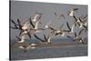 Black Skimmers, Bird on the Laguna Madre, Texas, USA-Larry Ditto-Stretched Canvas