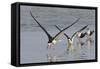 Black Skimmers, Bird on the Laguna Madre, Texas, USA-Larry Ditto-Framed Stretched Canvas