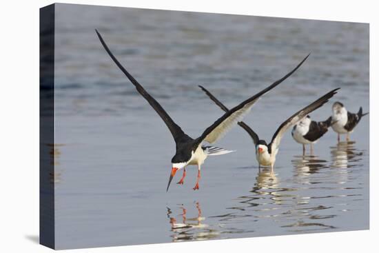 Black Skimmers, Bird on the Laguna Madre, Texas, USA-Larry Ditto-Stretched Canvas