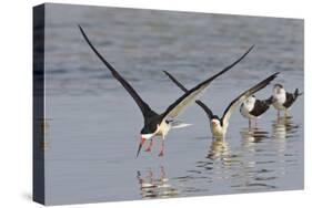 Black Skimmers, Bird on the Laguna Madre, Texas, USA-Larry Ditto-Stretched Canvas