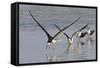 Black Skimmers, Bird on the Laguna Madre, Texas, USA-Larry Ditto-Framed Stretched Canvas