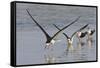 Black Skimmers, Bird on the Laguna Madre, Texas, USA-Larry Ditto-Framed Stretched Canvas