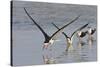 Black Skimmers, Bird on the Laguna Madre, Texas, USA-Larry Ditto-Stretched Canvas