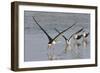 Black Skimmers, Bird on the Laguna Madre, Texas, USA-Larry Ditto-Framed Photographic Print