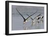 Black Skimmers, Bird on the Laguna Madre, Texas, USA-Larry Ditto-Framed Photographic Print