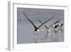 Black Skimmers, Bird on the Laguna Madre, Texas, USA-Larry Ditto-Framed Photographic Print