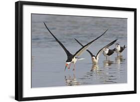 Black Skimmers, Bird on the Laguna Madre, Texas, USA-Larry Ditto-Framed Photographic Print