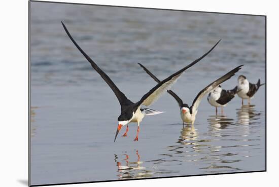Black Skimmers, Bird on the Laguna Madre, Texas, USA-Larry Ditto-Mounted Photographic Print