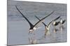 Black Skimmers, Bird on the Laguna Madre, Texas, USA-Larry Ditto-Mounted Photographic Print