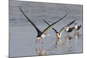 Black Skimmers, Bird on the Laguna Madre, Texas, USA-Larry Ditto-Mounted Photographic Print