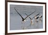 Black Skimmers, Bird on the Laguna Madre, Texas, USA-Larry Ditto-Framed Photographic Print