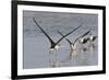 Black Skimmers, Bird on the Laguna Madre, Texas, USA-Larry Ditto-Framed Photographic Print