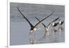 Black Skimmers, Bird on the Laguna Madre, Texas, USA-Larry Ditto-Framed Photographic Print