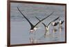 Black Skimmers, Bird on the Laguna Madre, Texas, USA-Larry Ditto-Framed Photographic Print