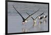 Black Skimmers, Bird on the Laguna Madre, Texas, USA-Larry Ditto-Framed Photographic Print