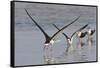 Black Skimmers, Bird on the Laguna Madre, Texas, USA-Larry Ditto-Framed Stretched Canvas