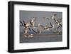 Black Skimmers, Bird on the Laguna Madre, Texas, USA-Larry Ditto-Framed Photographic Print