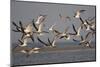 Black Skimmers, Bird on the Laguna Madre, Texas, USA-Larry Ditto-Mounted Photographic Print