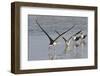 Black Skimmers, Bird on the Laguna Madre, Texas, USA-Larry Ditto-Framed Photographic Print