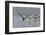 Black Skimmers, Bird on the Laguna Madre, Texas, USA-Larry Ditto-Framed Photographic Print