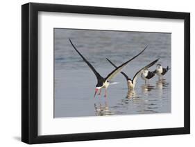 Black Skimmers, Bird on the Laguna Madre, Texas, USA-Larry Ditto-Framed Photographic Print