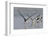 Black Skimmers, Bird on the Laguna Madre, Texas, USA-Larry Ditto-Framed Photographic Print