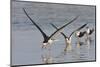 Black Skimmers, Bird on the Laguna Madre, Texas, USA-Larry Ditto-Mounted Photographic Print