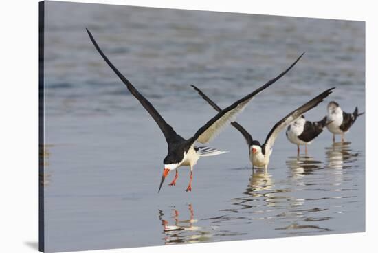 Black Skimmers, Bird on the Laguna Madre, Texas, USA-Larry Ditto-Stretched Canvas