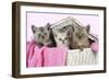 Black Smoke, Chocolate Classic Tabby-null-Framed Photographic Print