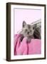 Black Smoke Kitten (8 Weeks) in Wicker-null-Framed Photographic Print