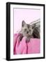 Black Smoke Kitten (8 Weeks) in Wicker-null-Framed Photographic Print