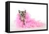 Black Smoke Kitten (8 Weeks) with Pink-null-Framed Stretched Canvas