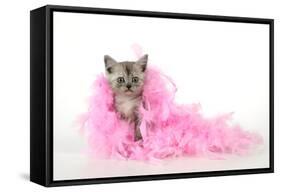 Black Smoke Kitten (8 Weeks) with Pink-null-Framed Stretched Canvas