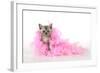 Black Smoke Kitten (8 Weeks) with Pink-null-Framed Photographic Print