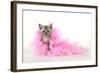 Black Smoke Kitten (8 Weeks) with Pink-null-Framed Photographic Print