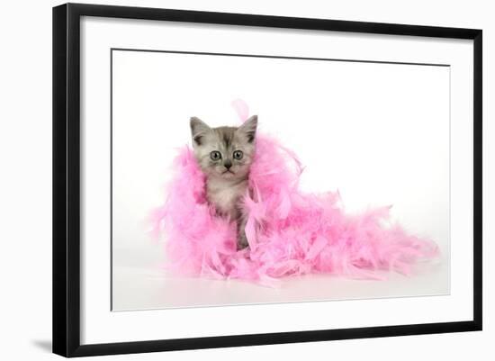 Black Smoke Kitten (8 Weeks) with Pink-null-Framed Photographic Print