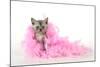 Black Smoke Kitten (8 Weeks) with Pink-null-Mounted Photographic Print