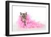 Black Smoke Kitten (8 Weeks) with Pink-null-Framed Photographic Print