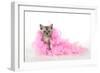 Black Smoke Kitten (8 Weeks) with Pink-null-Framed Photographic Print