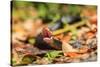 Black Snake in Defensive Posture in Florida-James White-Stretched Canvas