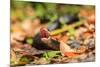 Black Snake in Defensive Posture in Florida-James White-Mounted Photographic Print